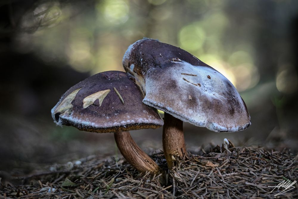 Fading Foto & Bild pflanzen, pilze & flechten, pilze & flechten