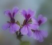 Garden flowers