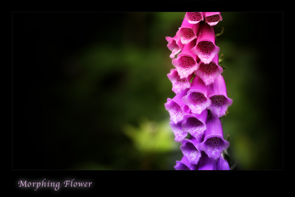 Fading Flower