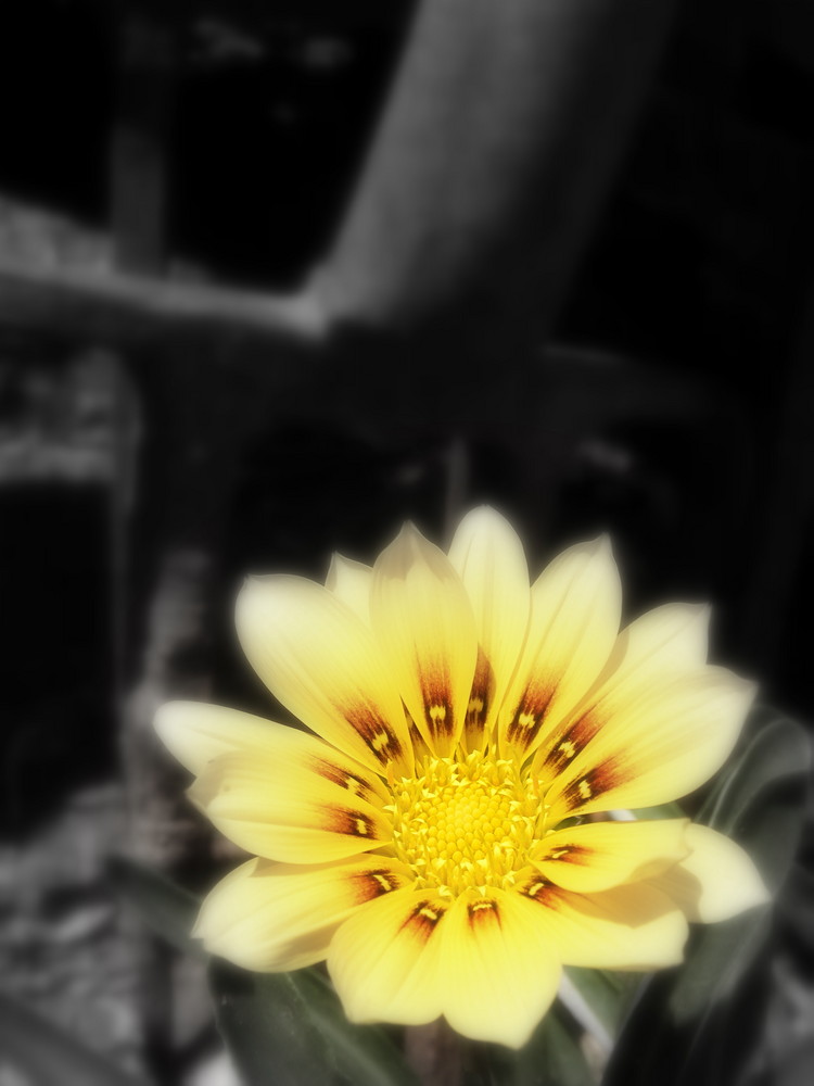 Fading Flower