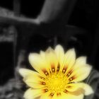 Fading Flower