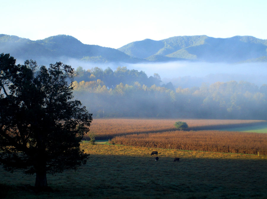 Fading fog