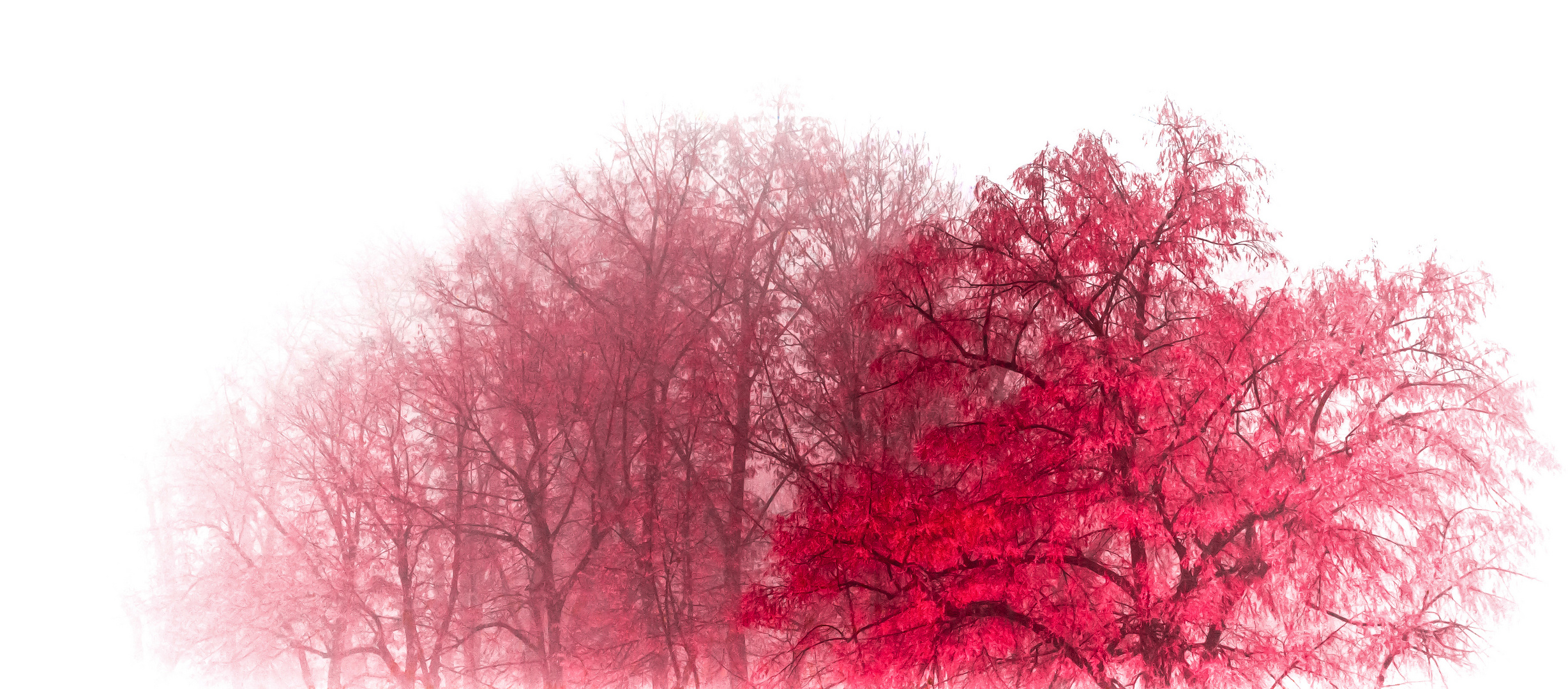 Fading Red