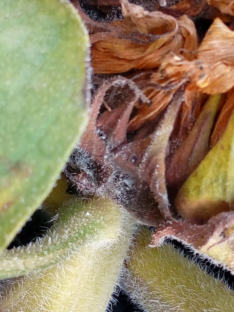 Fading sunflower