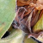 Fading sunflower