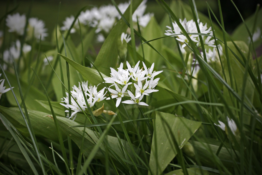 Fading wild garlic