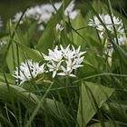 Fading wild garlic