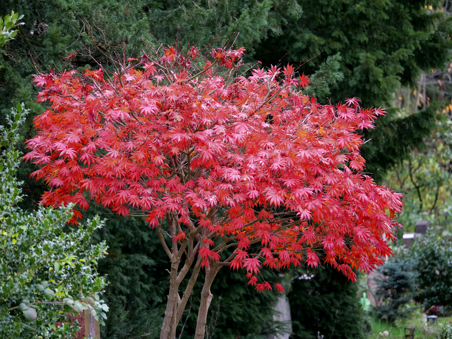 Fächer-Ahorn (Acer palmatum)