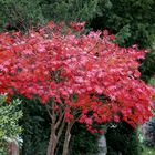 Fächer-Ahorn (Acer palmatum)