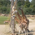 Fächer-Giraffe