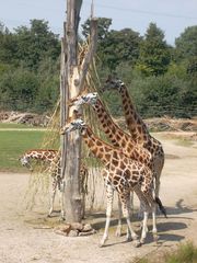 Fächer-Giraffe