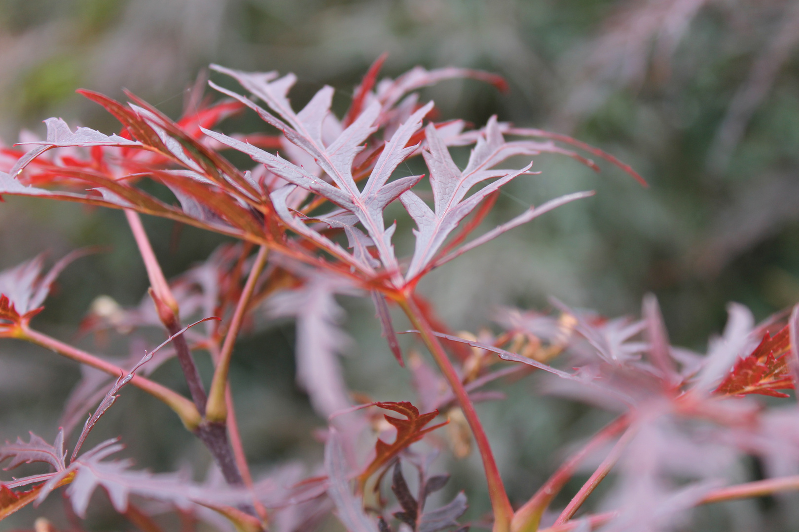 Fächerahorn - Acer palmatum