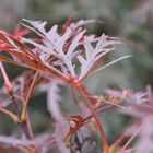 Fächerahorn - Acer palmatum