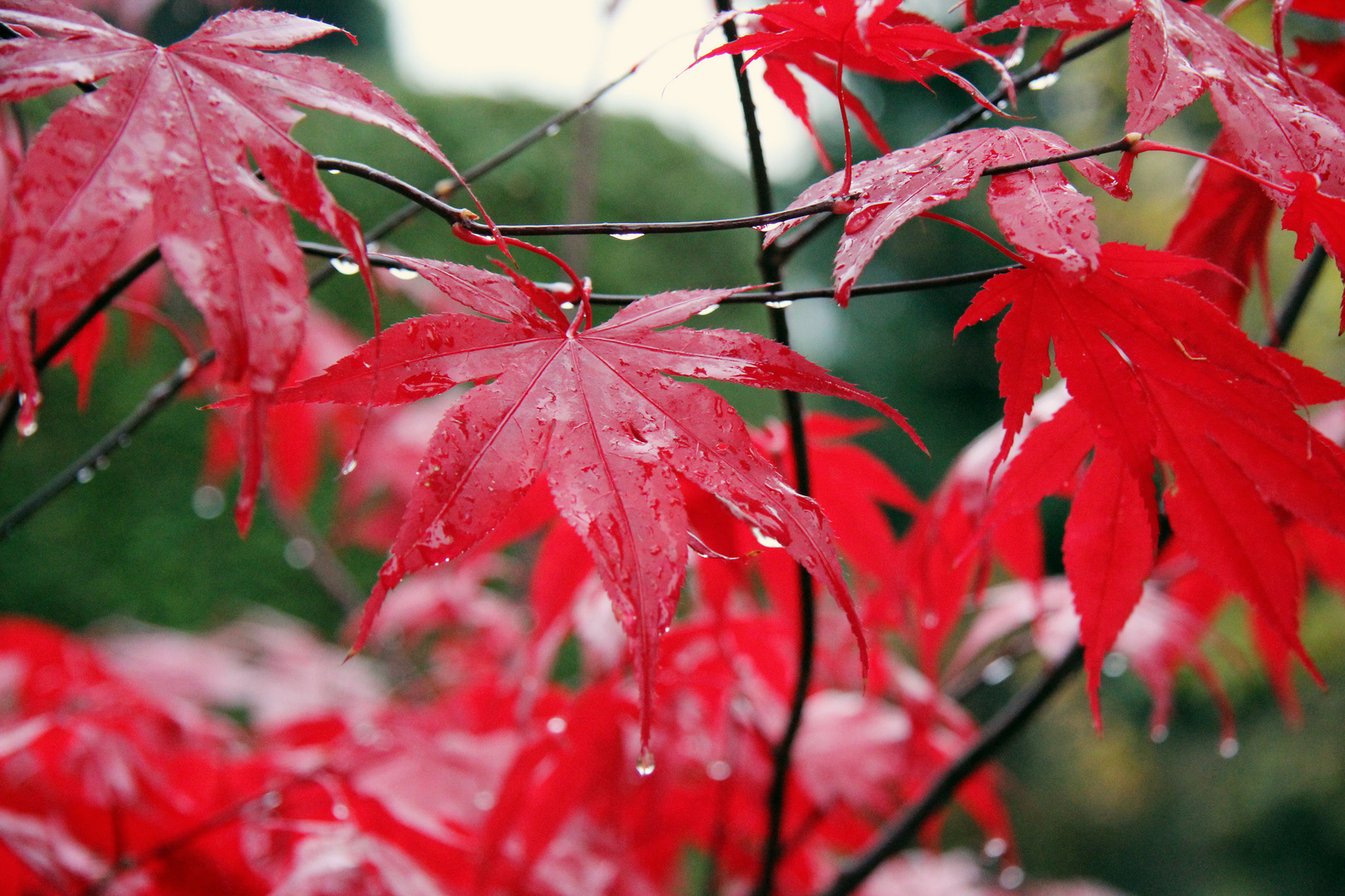 Fächerahorn im Herbst (Acer Palmatum)