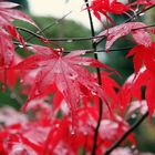 Fächerahorn im Herbst (Acer Palmatum)