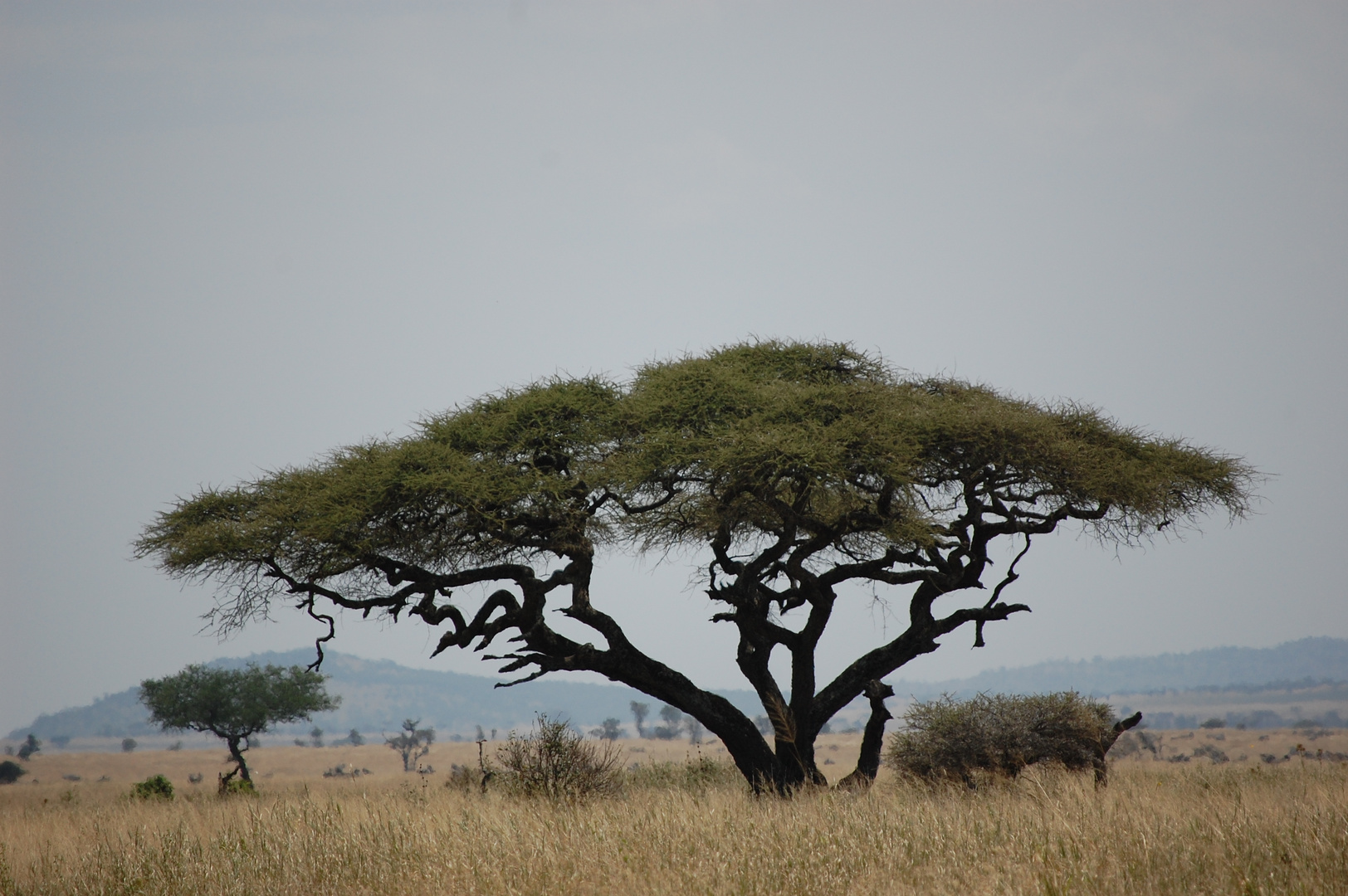 Fächerakazie in der Serengeti