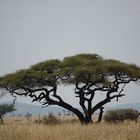 Fächerakazie in der Serengeti