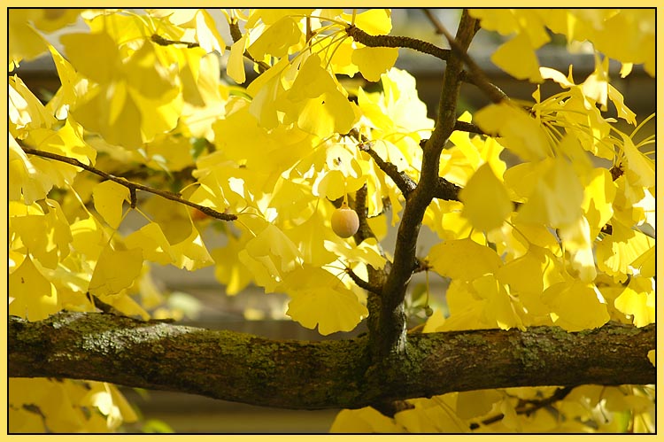 Fächerblattbaum...