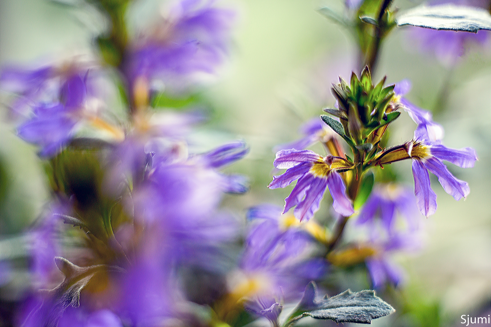 Fächerblumen Zauber