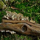 Fächerförmiger Erdwarzenpilz (Thelephora terrestris)