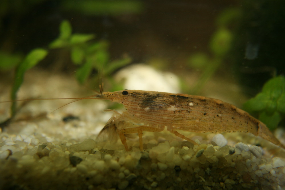 fächergarnele im aquarium