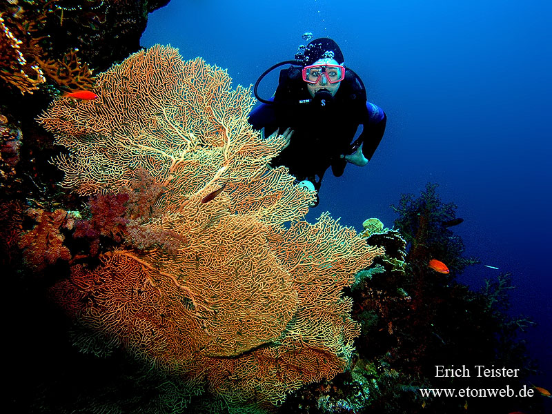 Fächerkoralle am Shark Observatory, Ras Mohammed