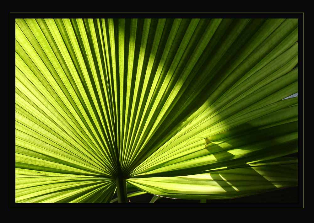 Fächerpalme - Einblick in mein Schlafzimmer ;-)