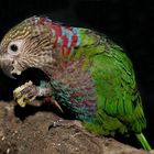 fächerparrot