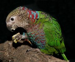 fächerparrot