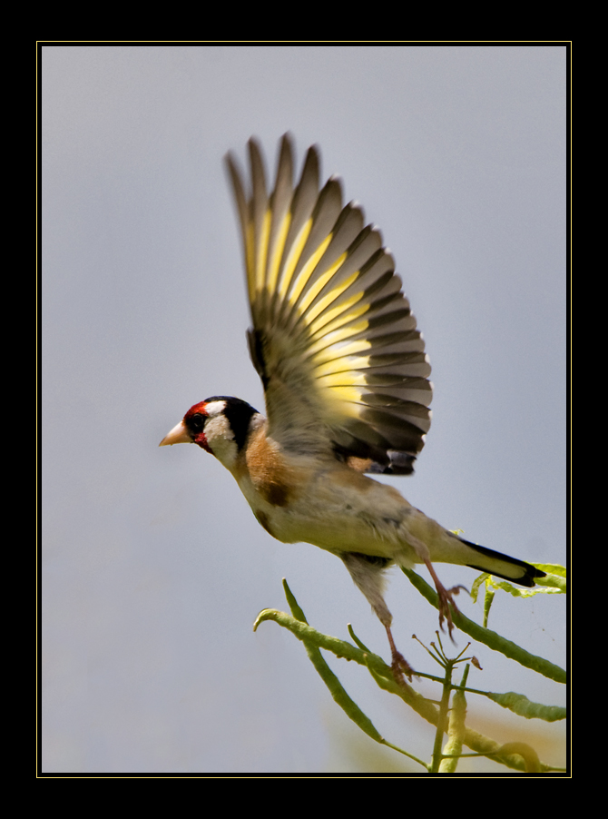 Fächervogel