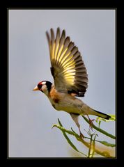 Fächervogel