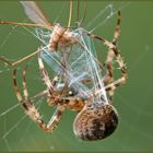 Fäden aus den Spinnwarzen der Gartenkreuzspinne