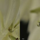 Fädige Palmlilie -Yucca filamentosa - 3D Kreuzblick