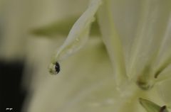 Fädige Palmlilie - Yucca filamentosa 