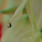 Fädige Palmlilie - Yucca filamentosa 