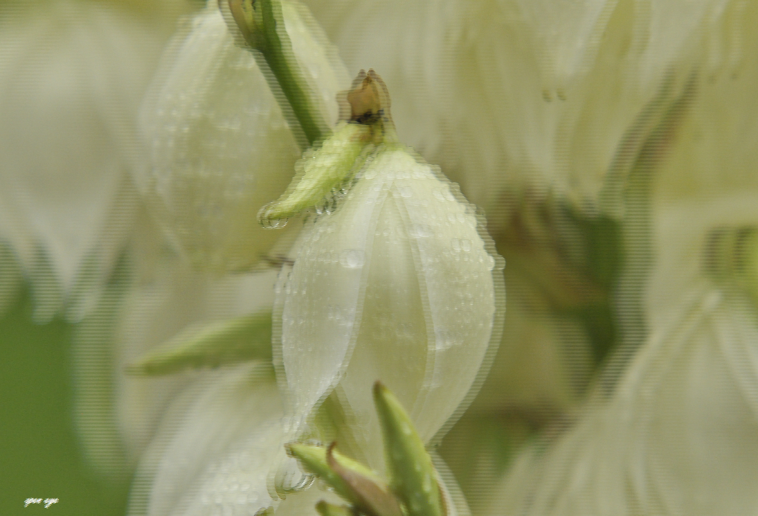 Fädige Palmlilie - Yucca Philamentosa - 3D Interlaced