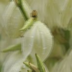 Fädige Palmlilie - Yucca Philamentosa - 3D Interlaced