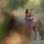 Fähe bei der Futtersuche