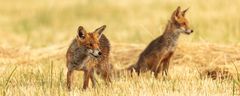 Fähe mit Jungfuchs