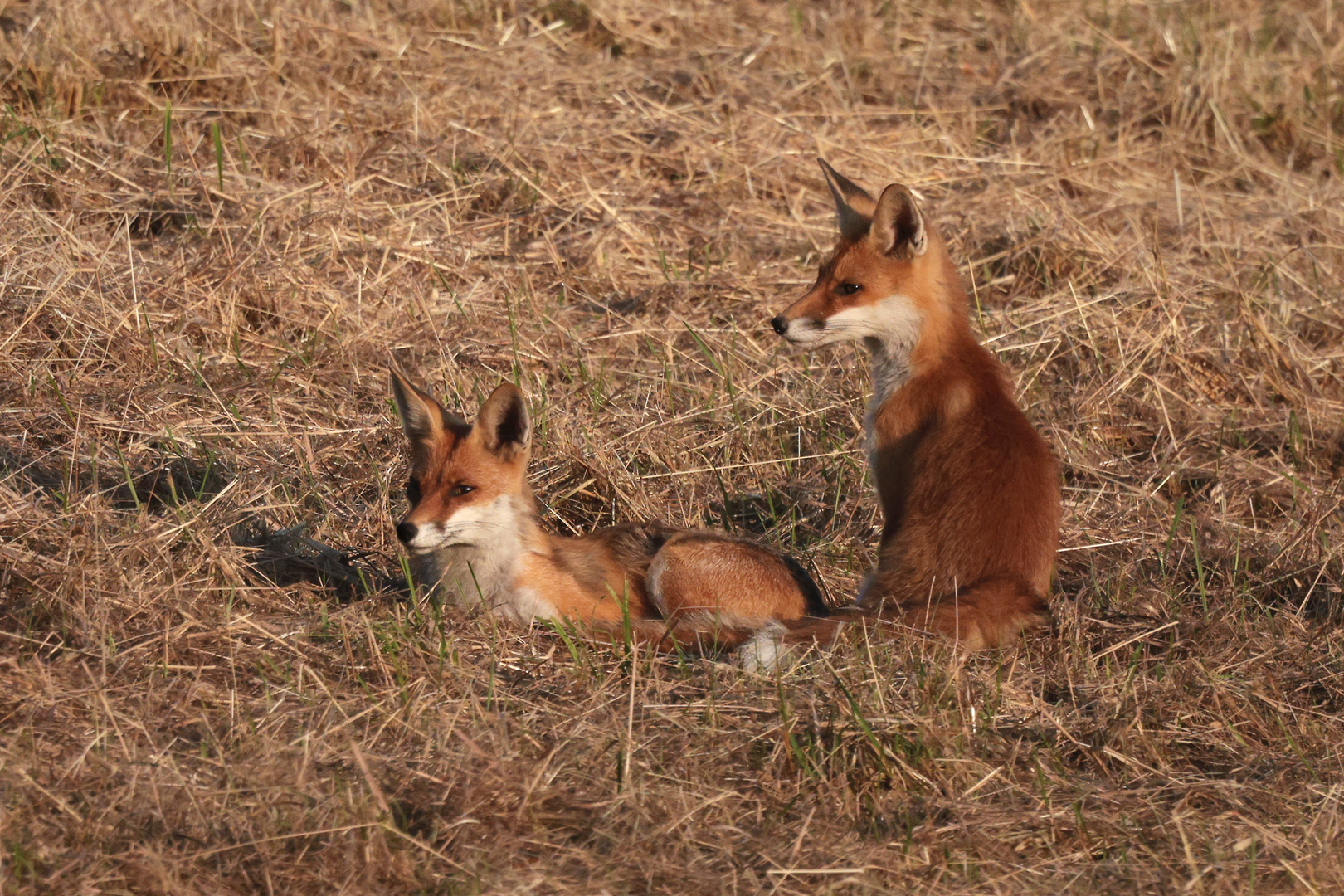 Fähe und ein Jungfuchs