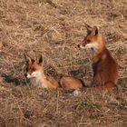 Fähe und ein Jungfuchs