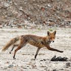 Fähe ( Vulpes vulpes)  am 17.05.2019 .... Mama wart auf mich...