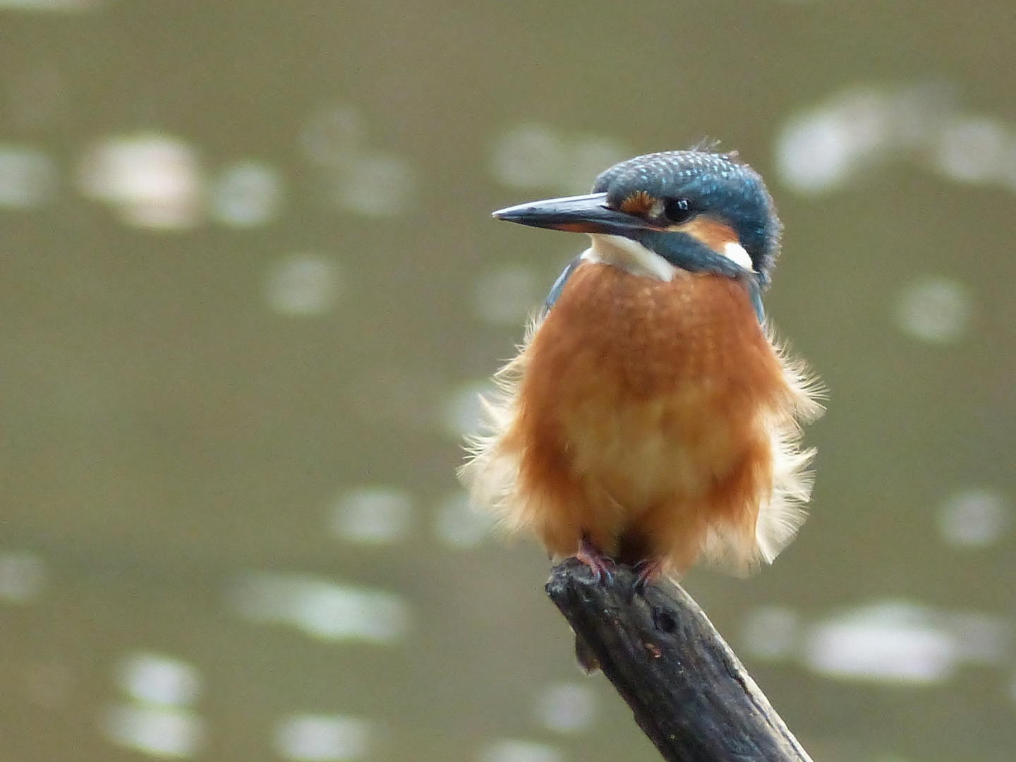 Fähnchen im Wind