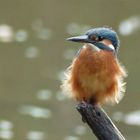 Fähnchen im Wind