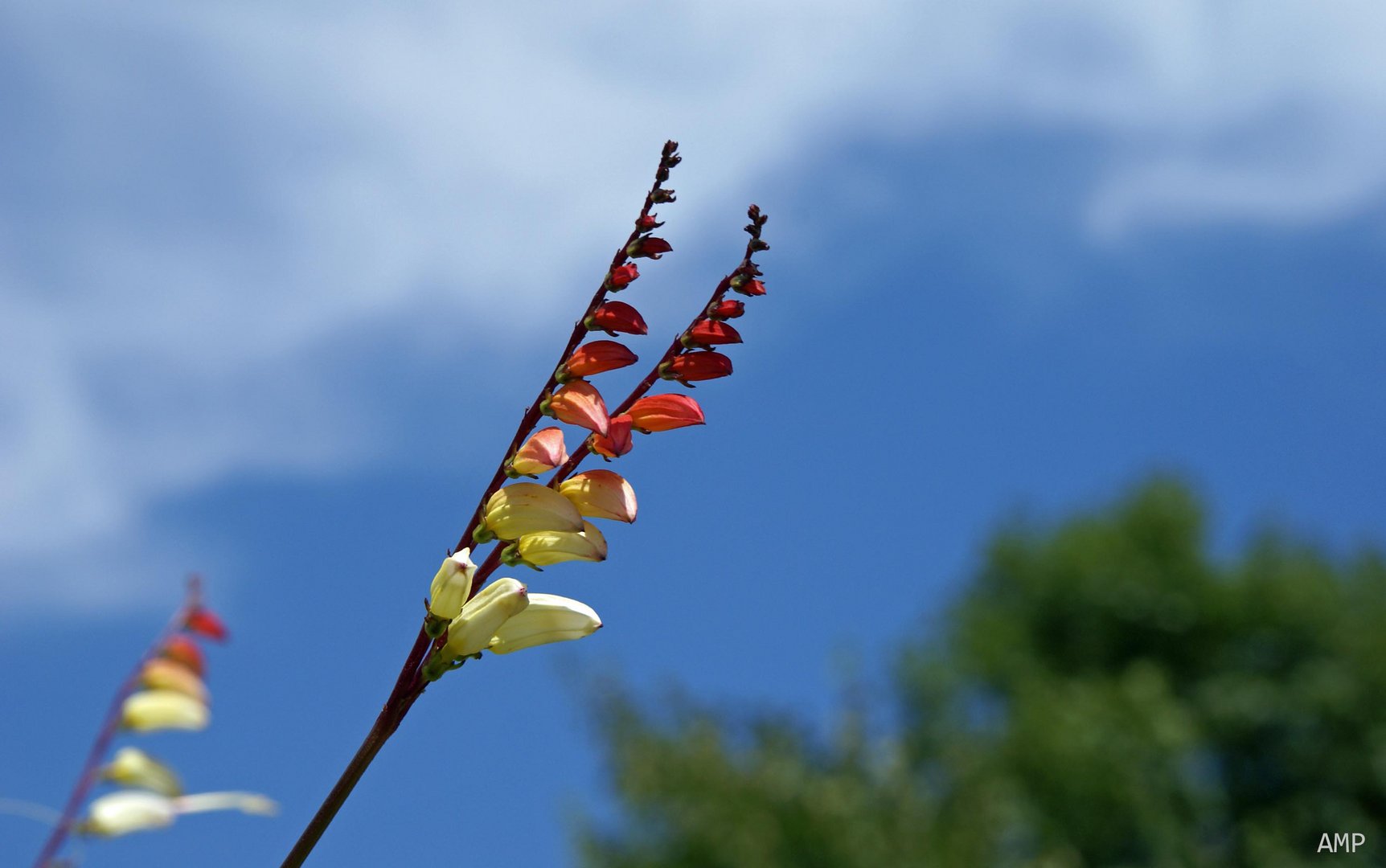 Fähnchen im Wind