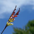 Fähnchen im Wind