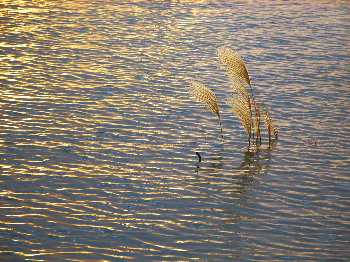 Fähnchen im Wind