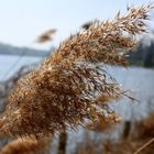 Fähnchen im Wind