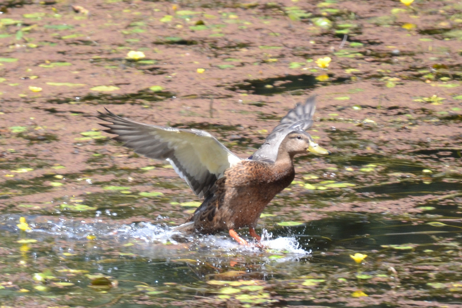 Fährt diese Ente Wasserski?