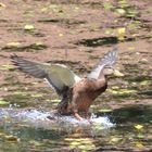 Fährt diese Ente Wasserski?